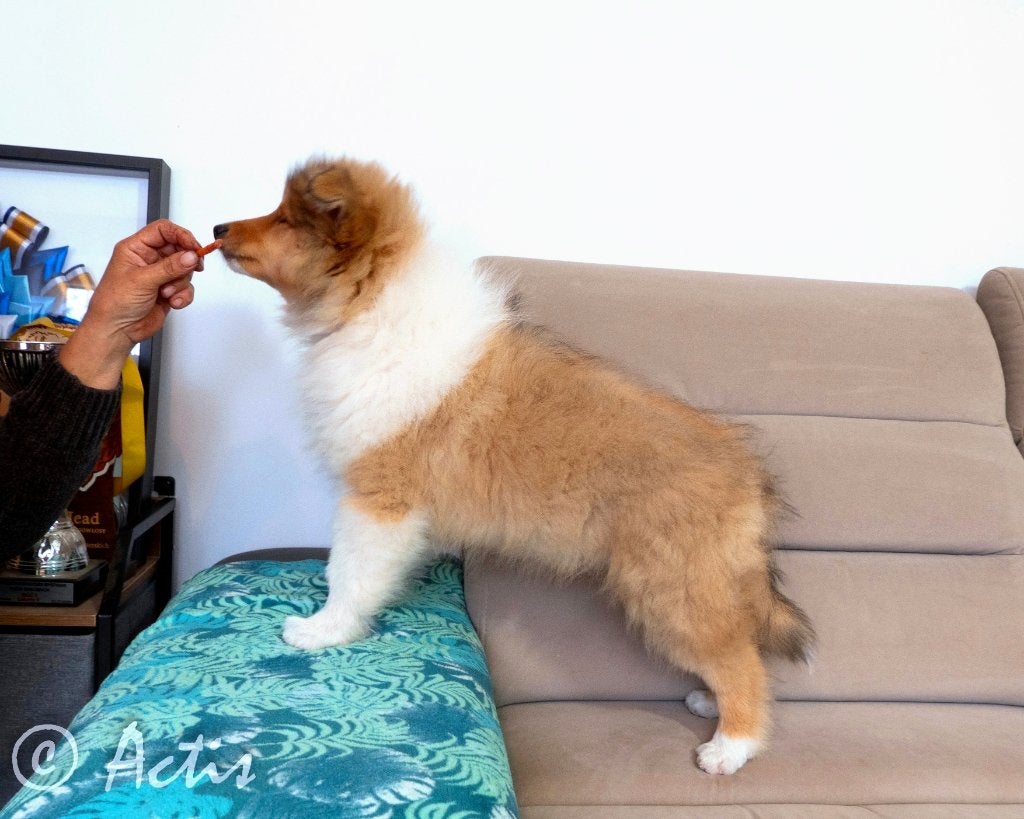 COLLIE Schotse pup FCI, Parvo, Fokker | Hobbymatig, Reu, 8 tot 15 weken