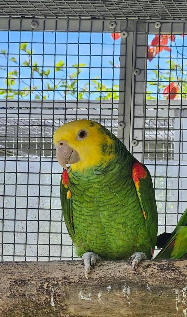 0-1 Dubbele geelkop amazone, Vrouwelijk, Papegaai, Geringd