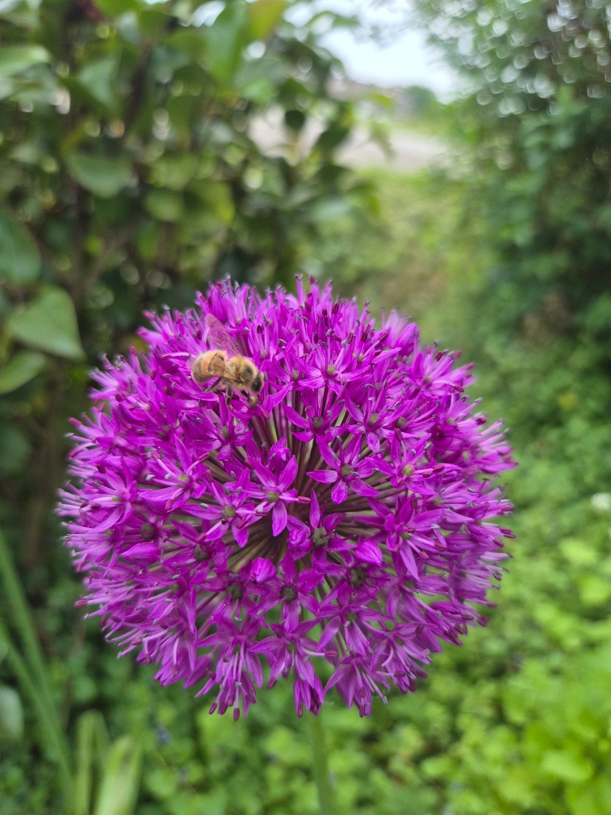 Allium bollen: Purple Sensation & Gladiator - Bijenlokkers!, Ophalen, Najaar, Volle zon, Bloembol