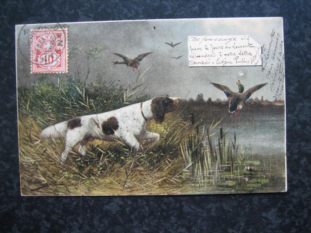 JACHTHOND met Eenden Zwitserland 1933, Ophalen of Verzenden, 1920 tot 1940, Overige thema's