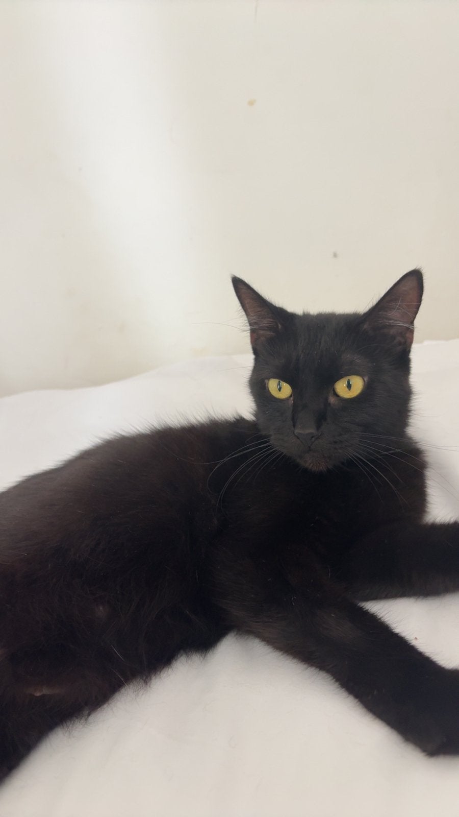 Lieve poes 4 jaar oud, Poes, 3 tot 5 jaar