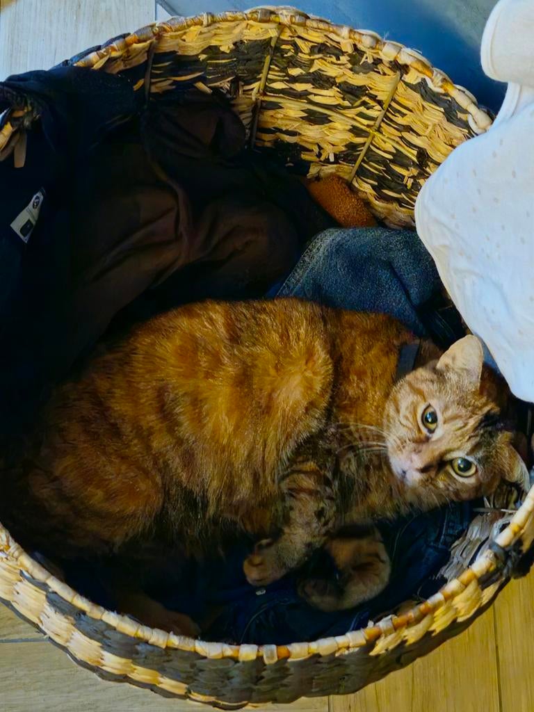 Gesterileerde poes - mooi getekend - rood/bruin, Dieren en Toebehoren, Katten en Kittens | Overige Katten, Poes