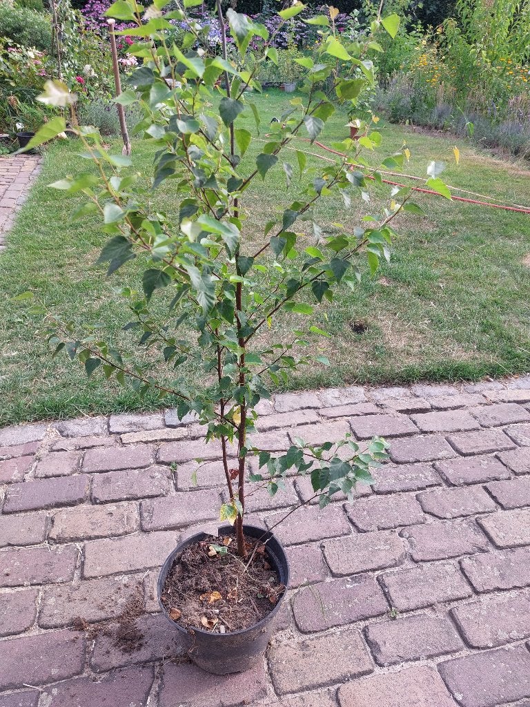 Berk berkenboom Betula 120 en 130 cm, Tuin en Terras, Planten | Bomen, 100 tot 250 cm, Volle zon, In pot, Overige soorten