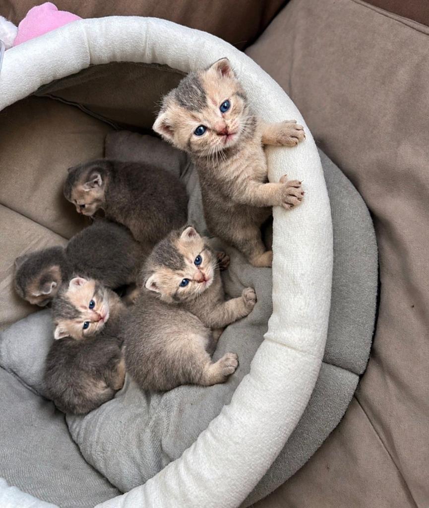 Prachtige Britse Korthaar kittens zoeken 'n liefdevol thuis, Meerdere dieren