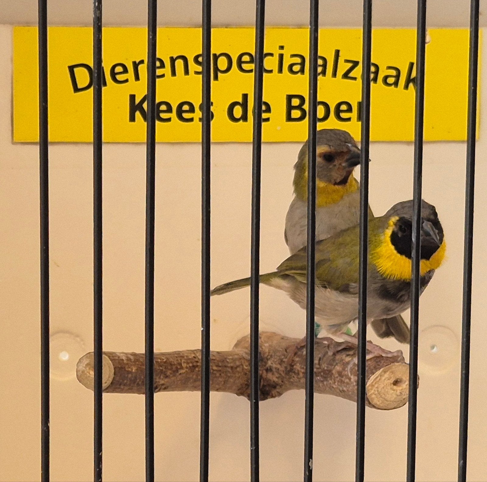 koppeltje cubavinken