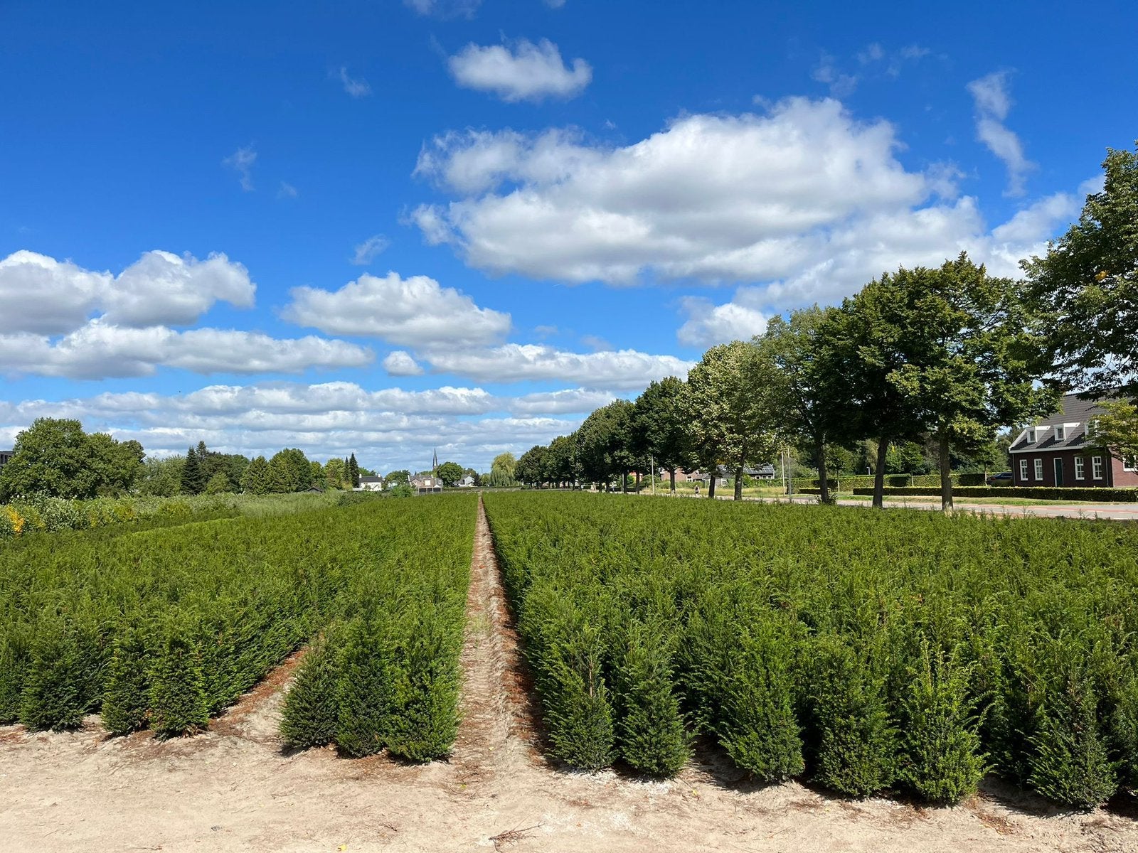 Taxus baccata - groenblijvend - verschillende maten🌿, Ophalen of Verzenden