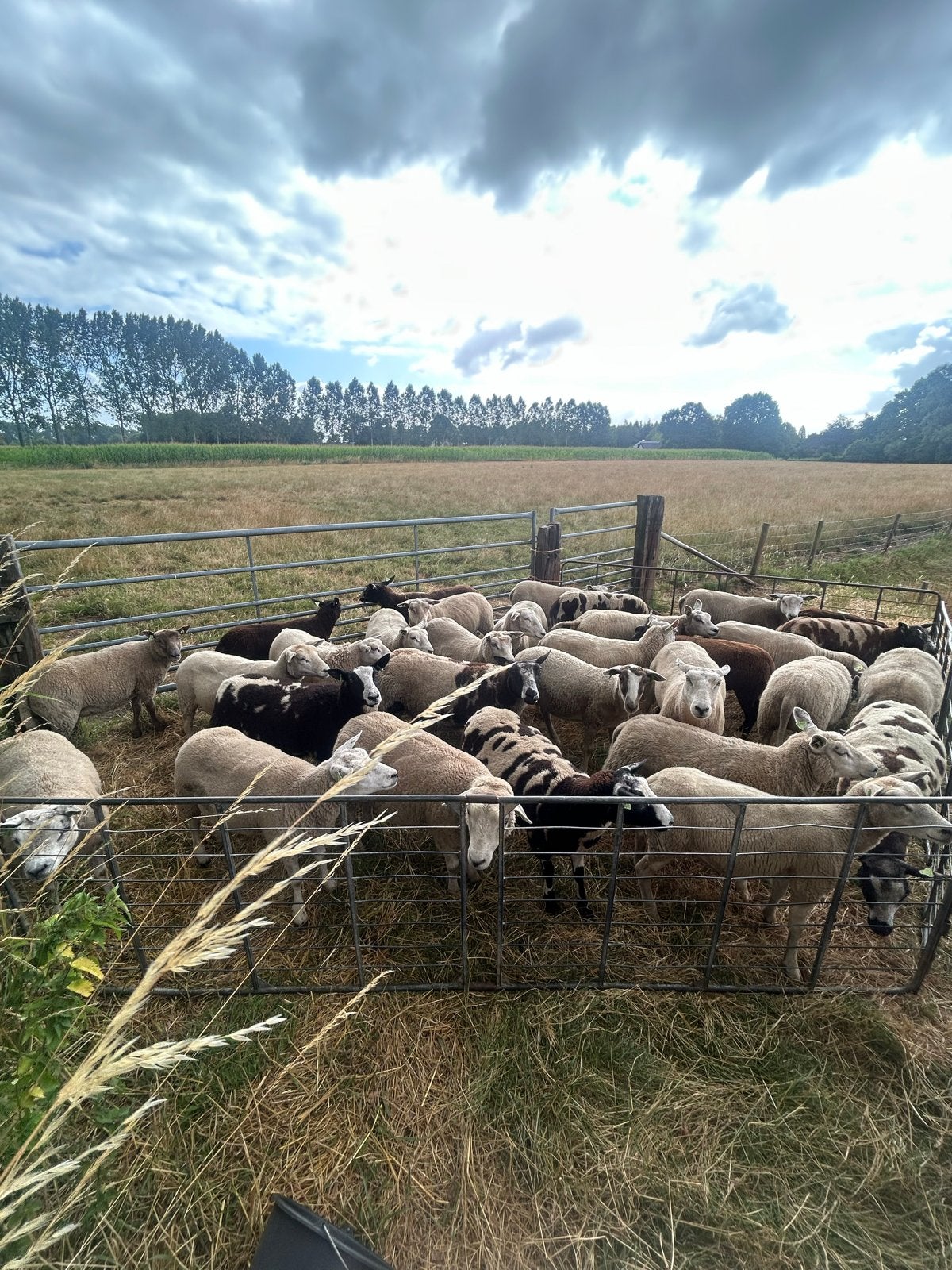Fokschapen te koop, Meerdere dieren, Schaap