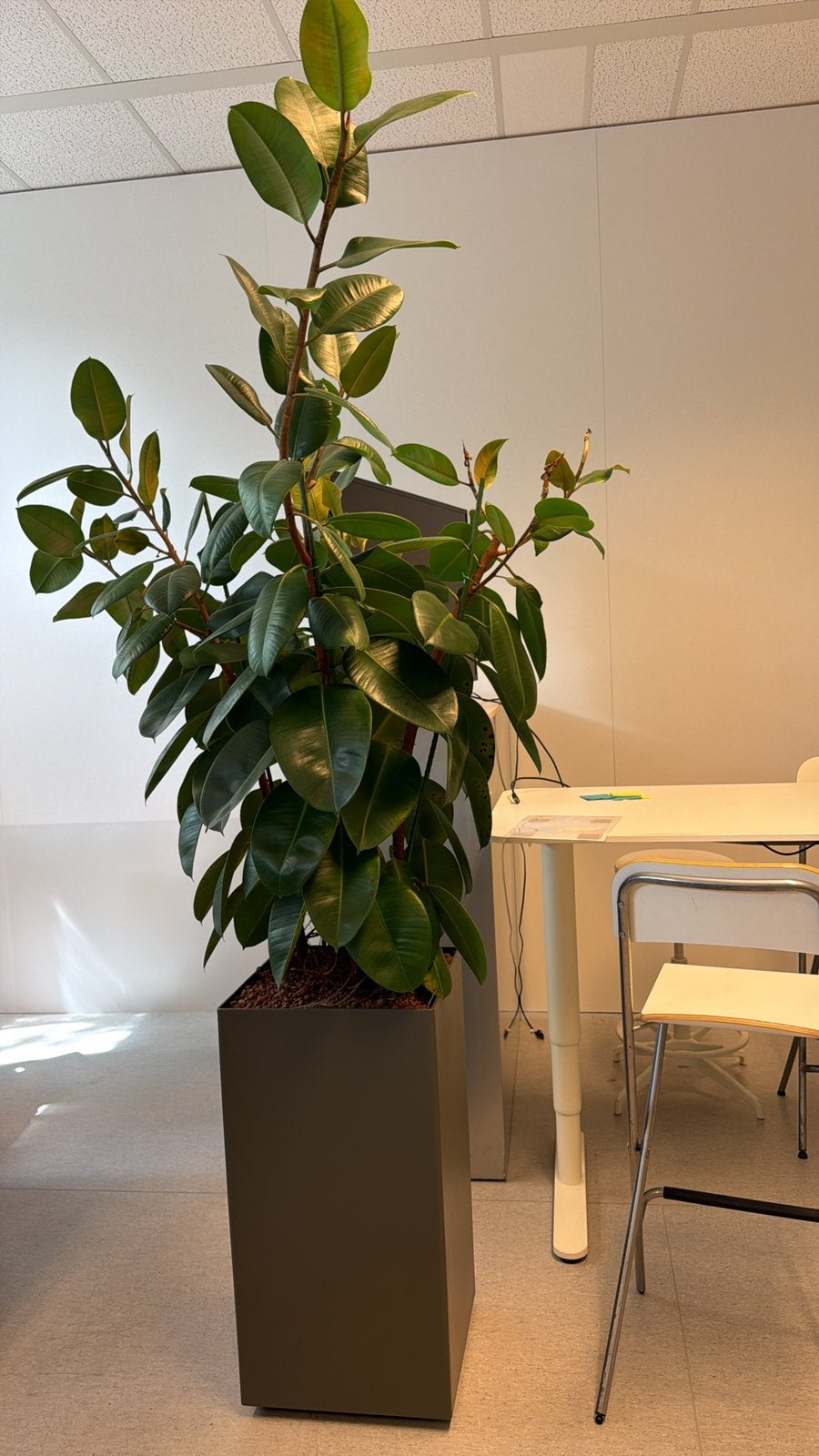 Rubberplant (Ficus elastica) design plantenbak, hydrocultuur, Ophalen, Ficus, Halfschaduw, In pot