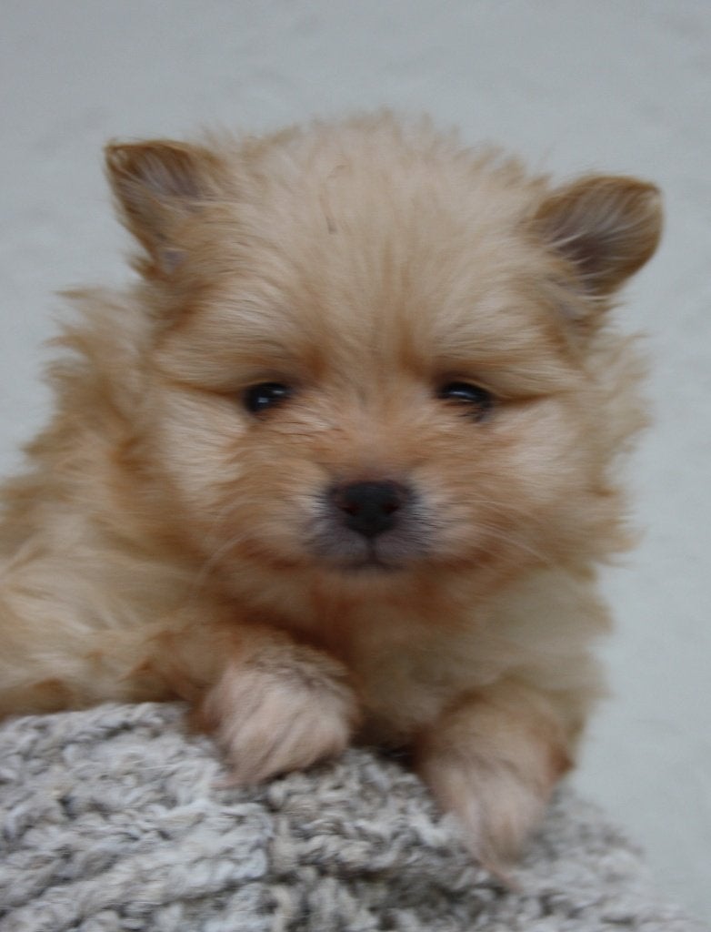 DWERGKEES/POMERIAAN PUPS, Keeshond, CDV (hondenziekte), 8 tot 15 weken, Meerdere