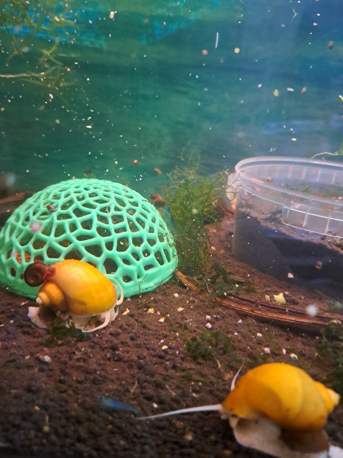 Yellow appelslakken, Dieren en Toebehoren, Vissen | Aquariumvissen, Vis