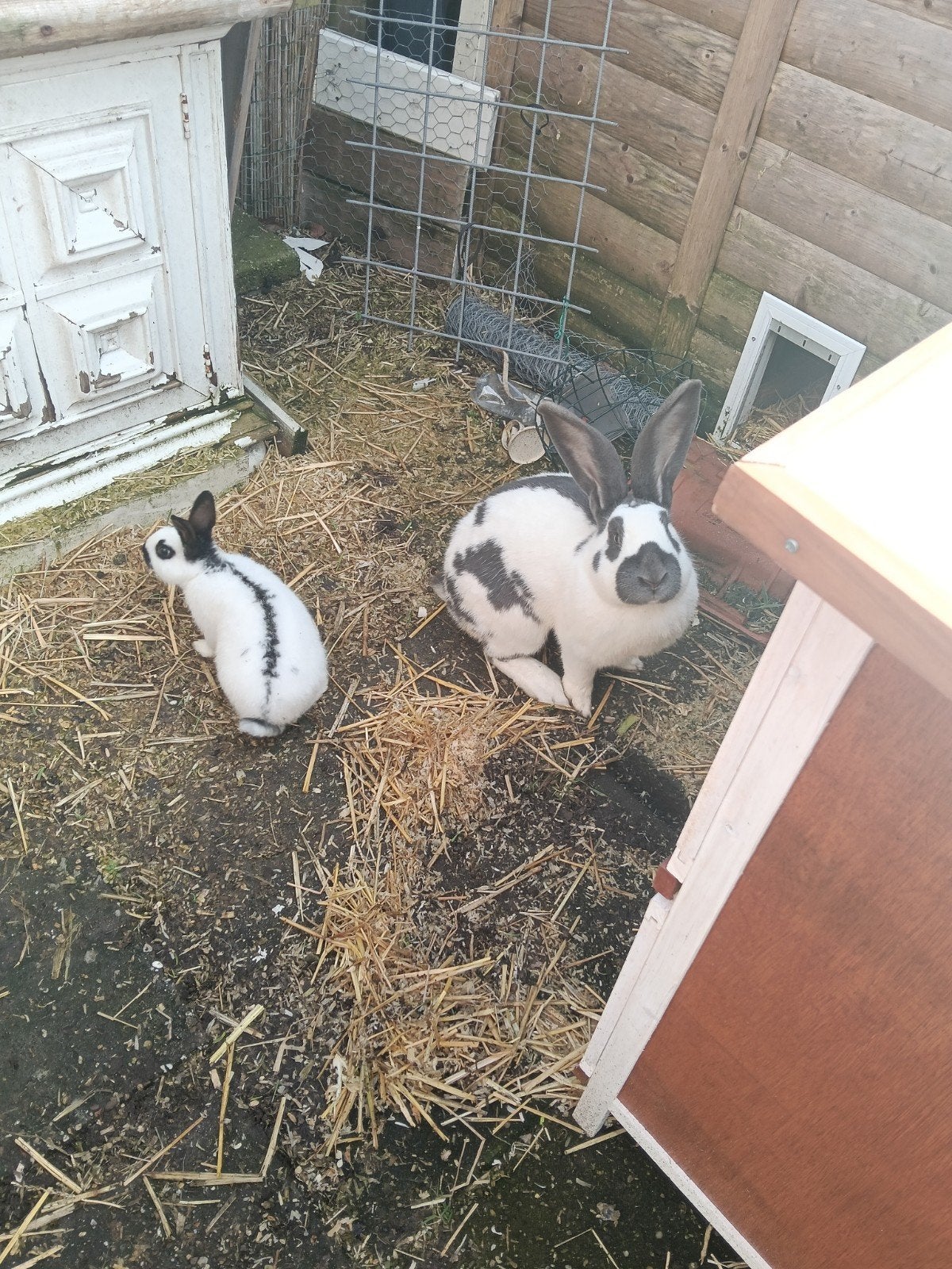 Mooie grote blauwe Lotharinger dek rammelaar, Mannelijk, Groot