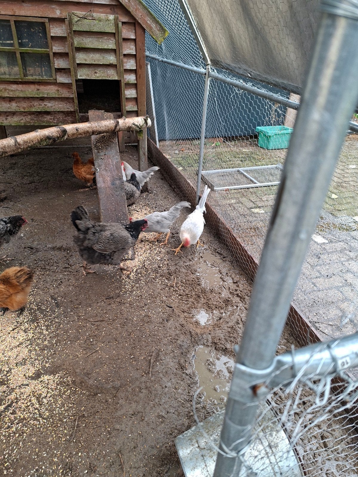 leghorn  isabel  patrijs koppel, Dieren en Toebehoren, Meerdere dieren, Kip