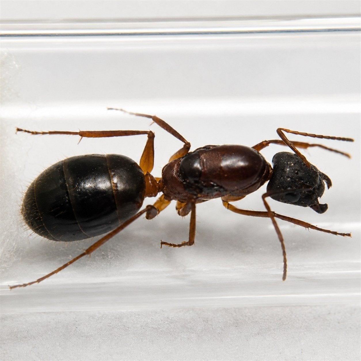 camponotus pilicornis koninginnen met eieren, Dieren en Toebehoren, Insecten en Spinnen, Mieren
