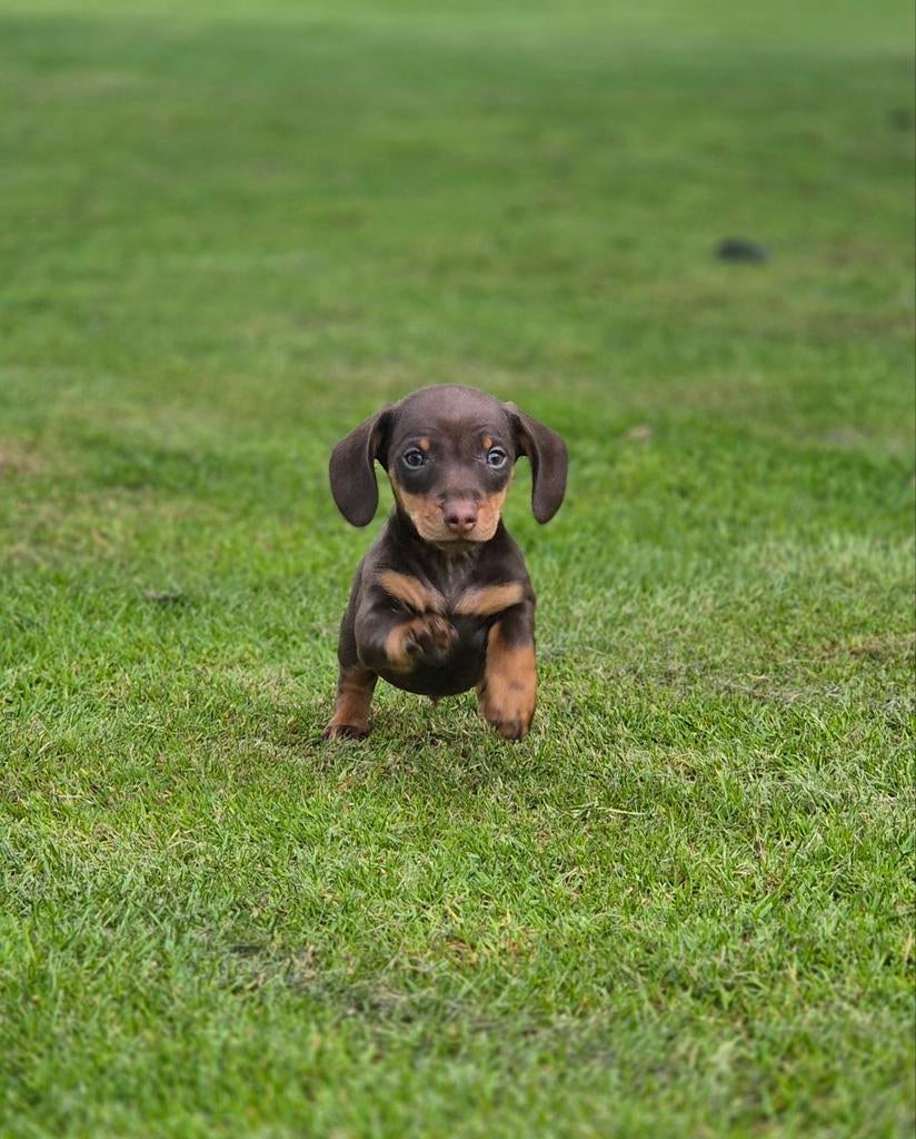 Zeer lieve en aanhankelijke dwergteckel pups., Dieren en Toebehoren, Honden | Teckels en Dashonden, Parvo, 8 tot 15 weken, Korthaar