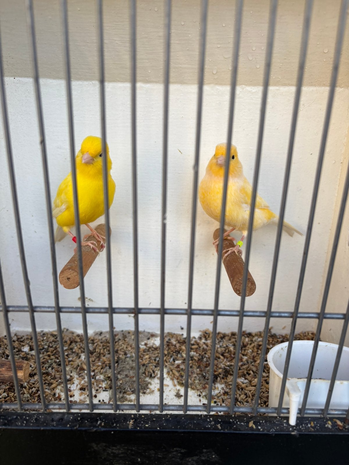 Kanarie poppen, Dieren en Toebehoren, Vrouwelijk, Kleurkanarie