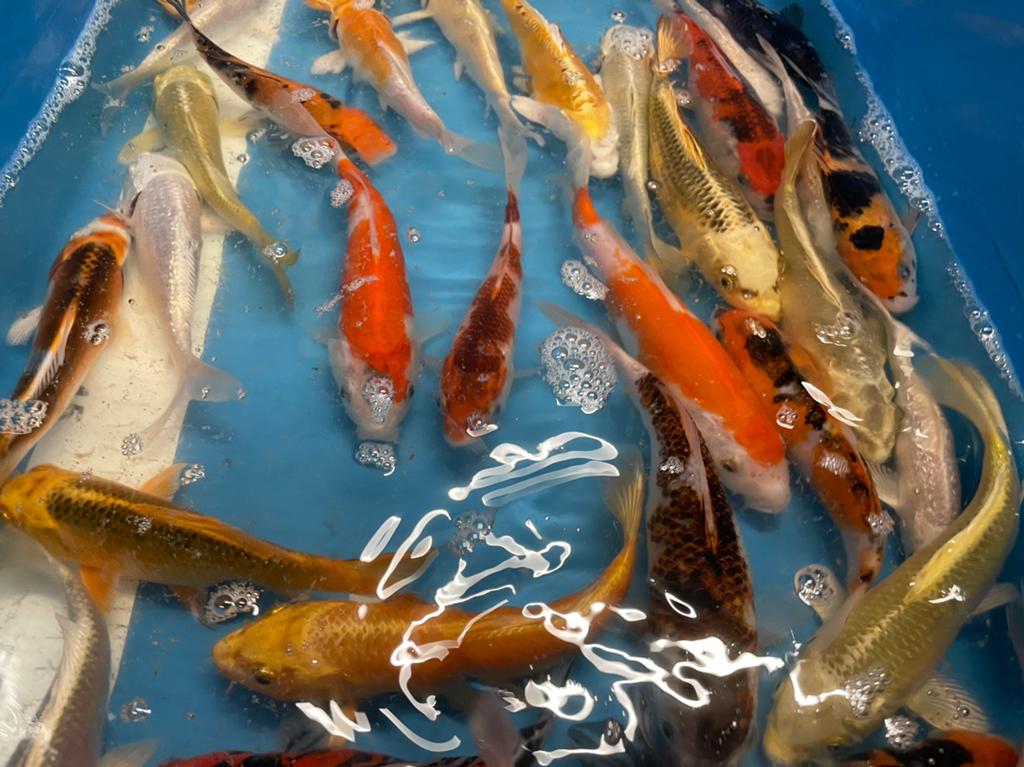 Zeer mooie japanse koi van 15-20 cm, Dieren en Toebehoren, Vissen | Vijvervissen, Karper of Koi