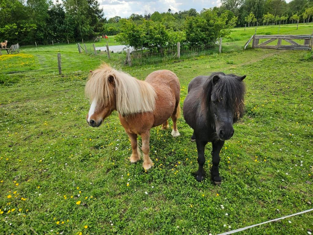 Twee shetlanders, Ruin, 11 jaar of ouder