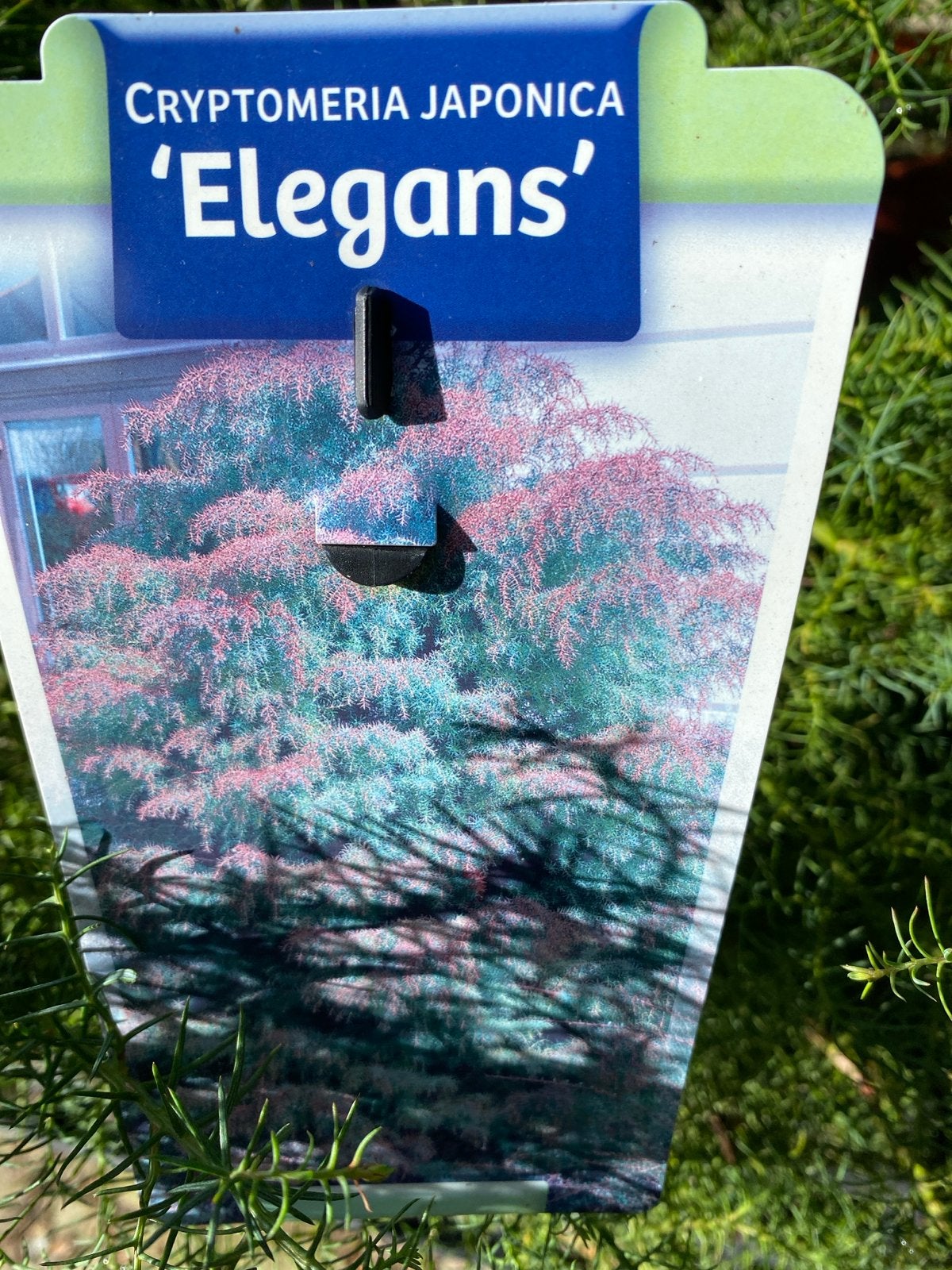 Cryptomeria Japonica 'Elegans' - Japanse Ceder, Vaste plant, Bloeit niet, Halfschaduw, Ophalen