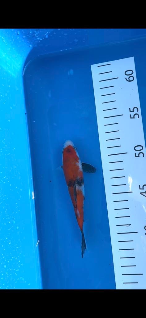 Showa, Karper of Koi