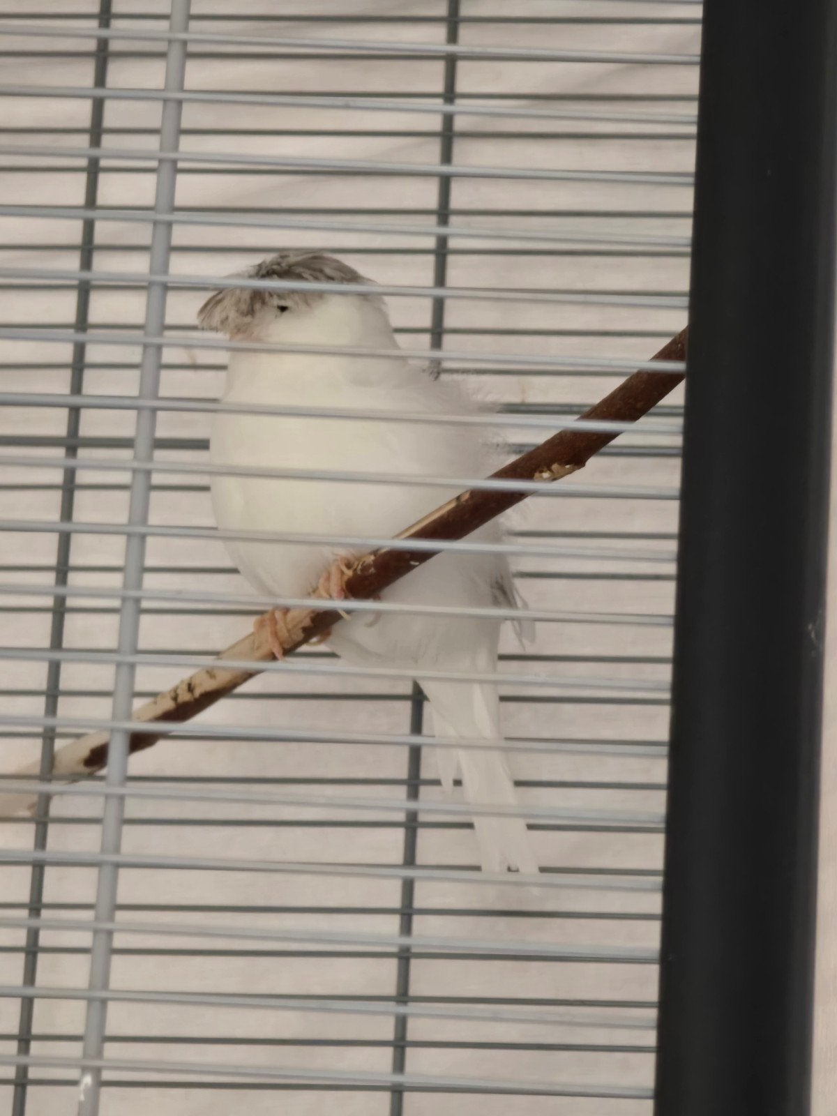 Gloster Crested Canary, the most rare and unique design, Mannelijk, Zangkanarie