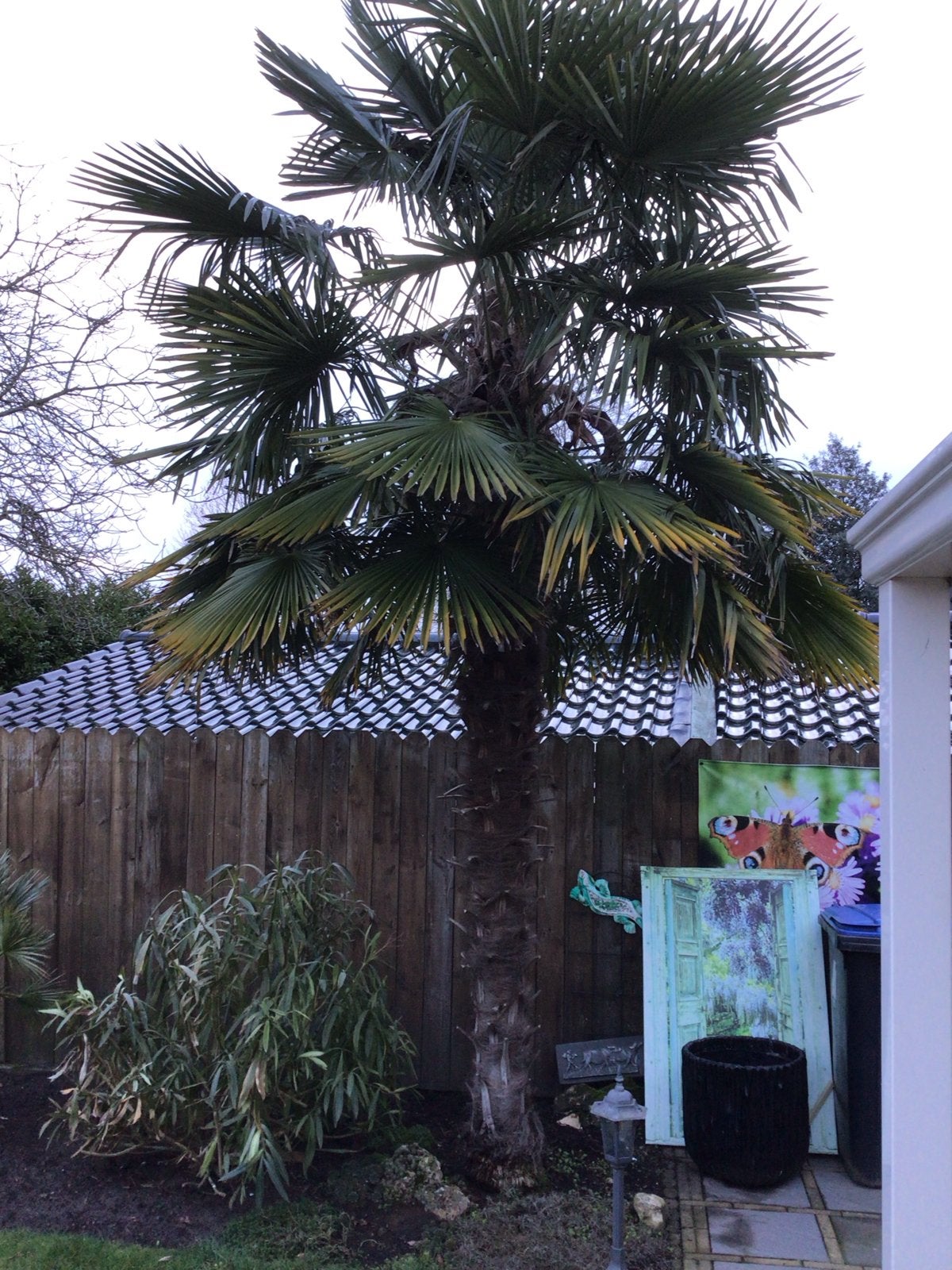 Winterharde Palmboom Trachycarpus fortunei ruim 3 meter hoog, Volle zon, Vaste plant, Bloeit niet, Ophalen