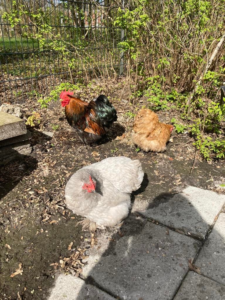 Broed eieren,Broedmashiene lenen of 1nieuwe te koop, Geslacht onbekend, Kip