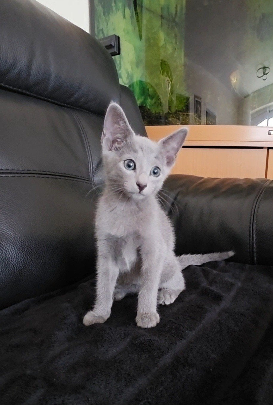 Blauwe Rus Kittens met Stammbom, Dieren en Toebehoren, Meerdere dieren, Met stamboom, 0 tot 2 jaar