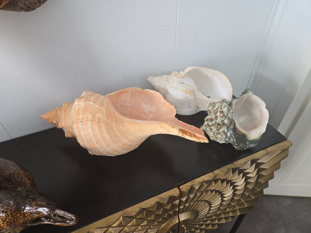 3 grote schelpen, Ophalen of Verzenden, Schelp(en)