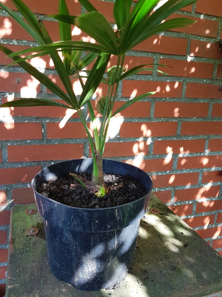 Foto 19 van Trachycarpus Fortunei    AANBIEDING