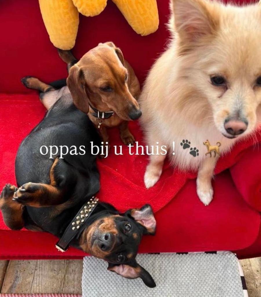 Luna's hondenoppas, Particuliere oppas