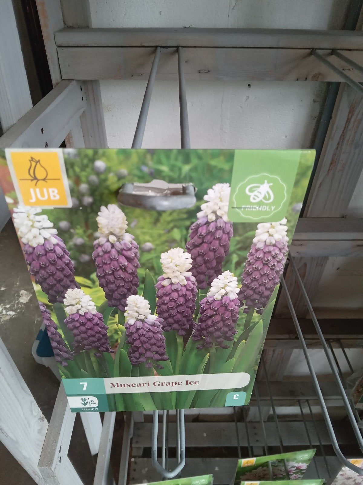 Muscari Grape Ice - Bijvriendelijke Bloembollen, Ophalen of Verzenden, Najaar, Volle zon, Bloembol