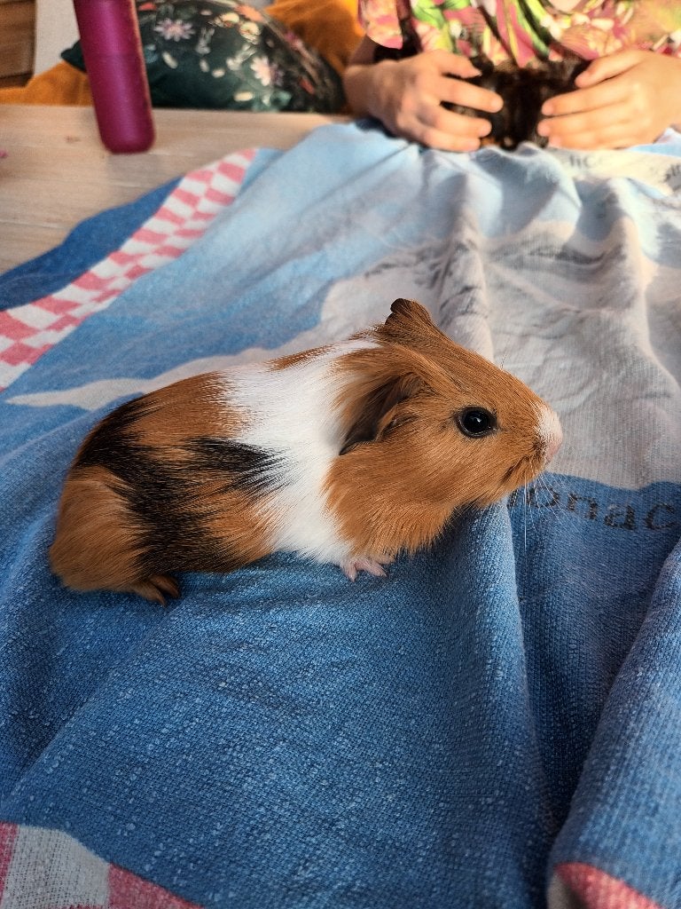 Cavia beer, Mei, Mannelijk, Cavia