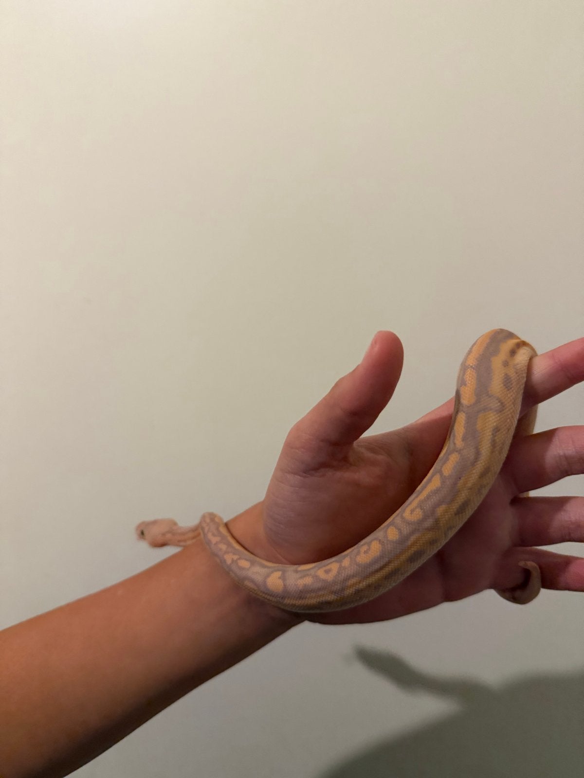 0.1 Ballpython / Regius