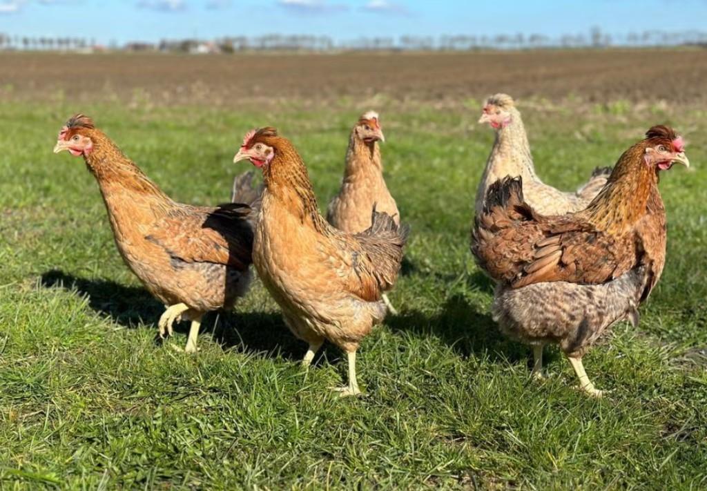 Groenleggers (kippen te koop), Dieren en Toebehoren, Pluimvee, Kip, Vrouwelijk