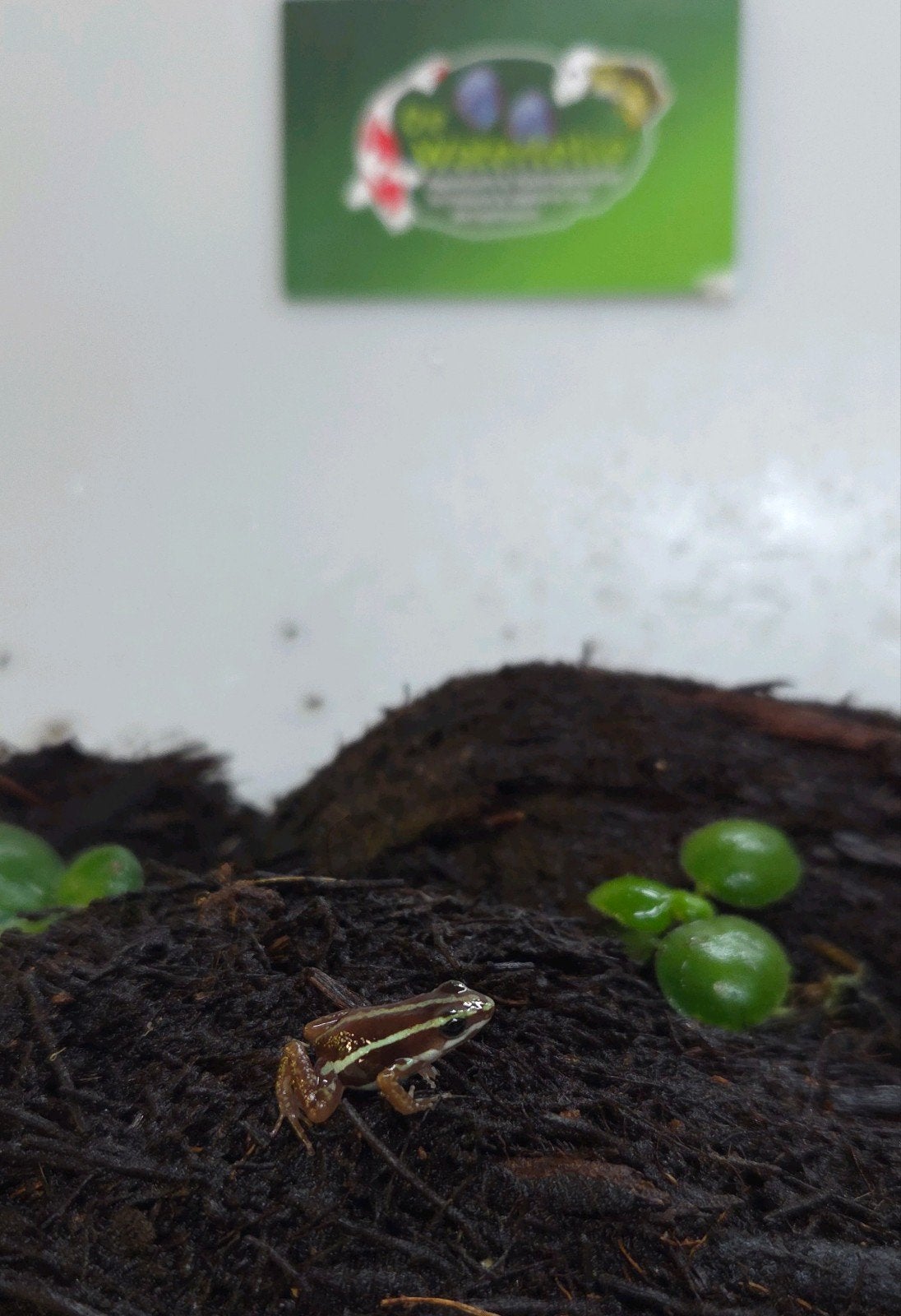 Gifkikker Tricolor Frog - unknown for sale from De Waterlelie BV