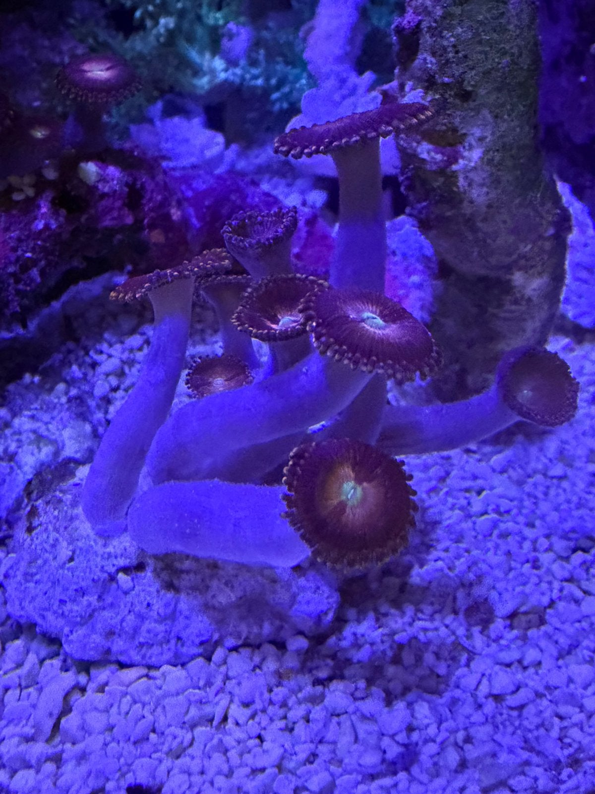 Koraal zoanthus alien explosion stek, Dieren en Toebehoren, Vissen | Aquariumvissen, Overige typen