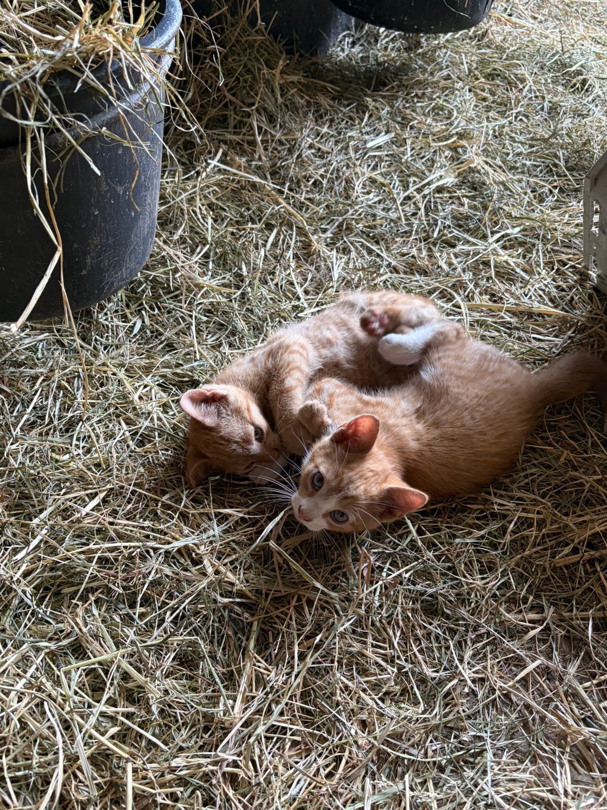 Boerderij kittens, Meerdere dieren