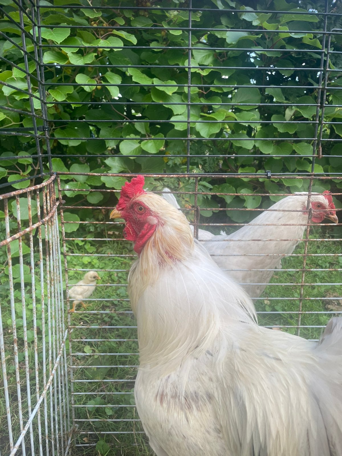 Jonge haan van vorig jaar, Dieren en Toebehoren, Mannelijk, Kip