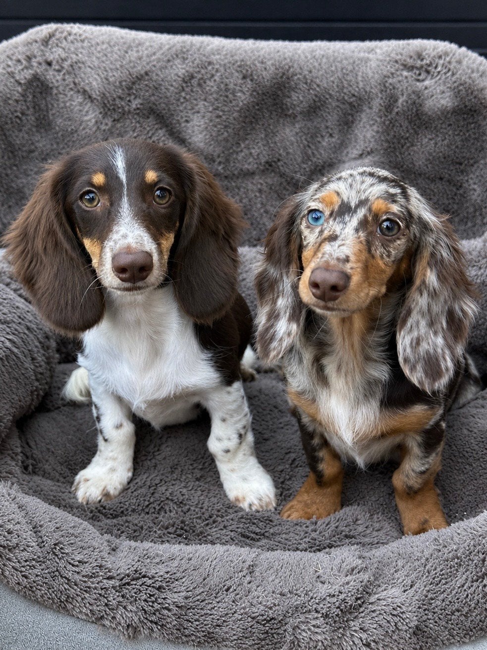 Prachtige Teckel pups, 15 weken tot 1 jaar, CDV (hondenziekte), Teef, Dwerg