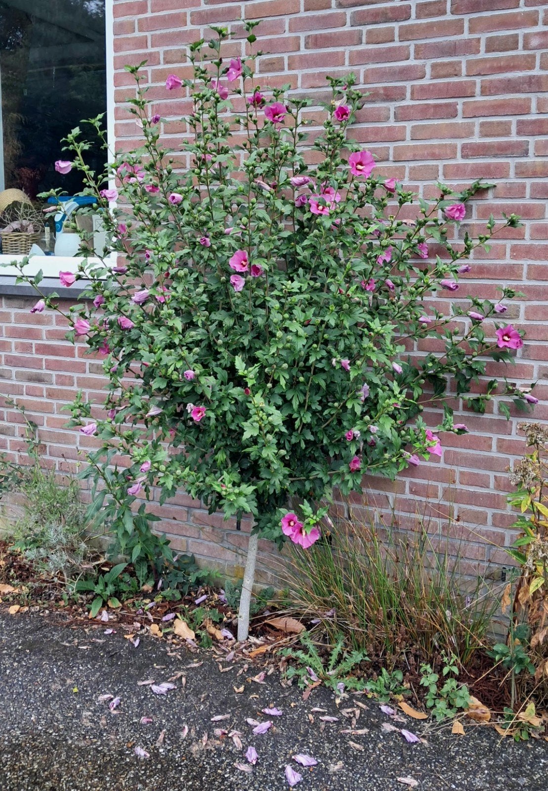 Hibiscus struik (ruim 2 m hoog), Tuin en Terras, Ophalen, Overige soorten, Struik, 100 tot 250 cm