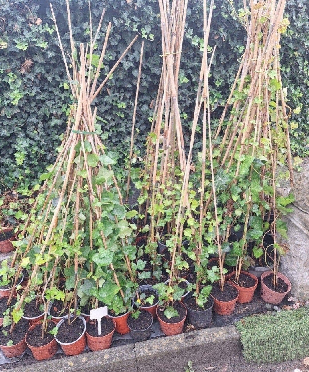 hedera, Ophalen, Bloeit niet, Klimplanten, Halfschaduw