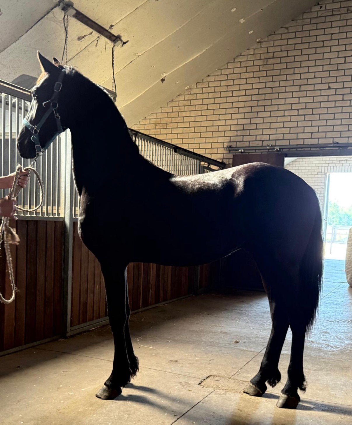 1,5 jarige friese ruin, Ruin, Minder dan 160 cm, Recreatiepaard, 0 tot 2 jaar