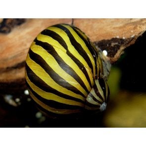 Slak turita, Dieren en Toebehoren, Vissen | Aquariumvissen, Slak of Weekdier