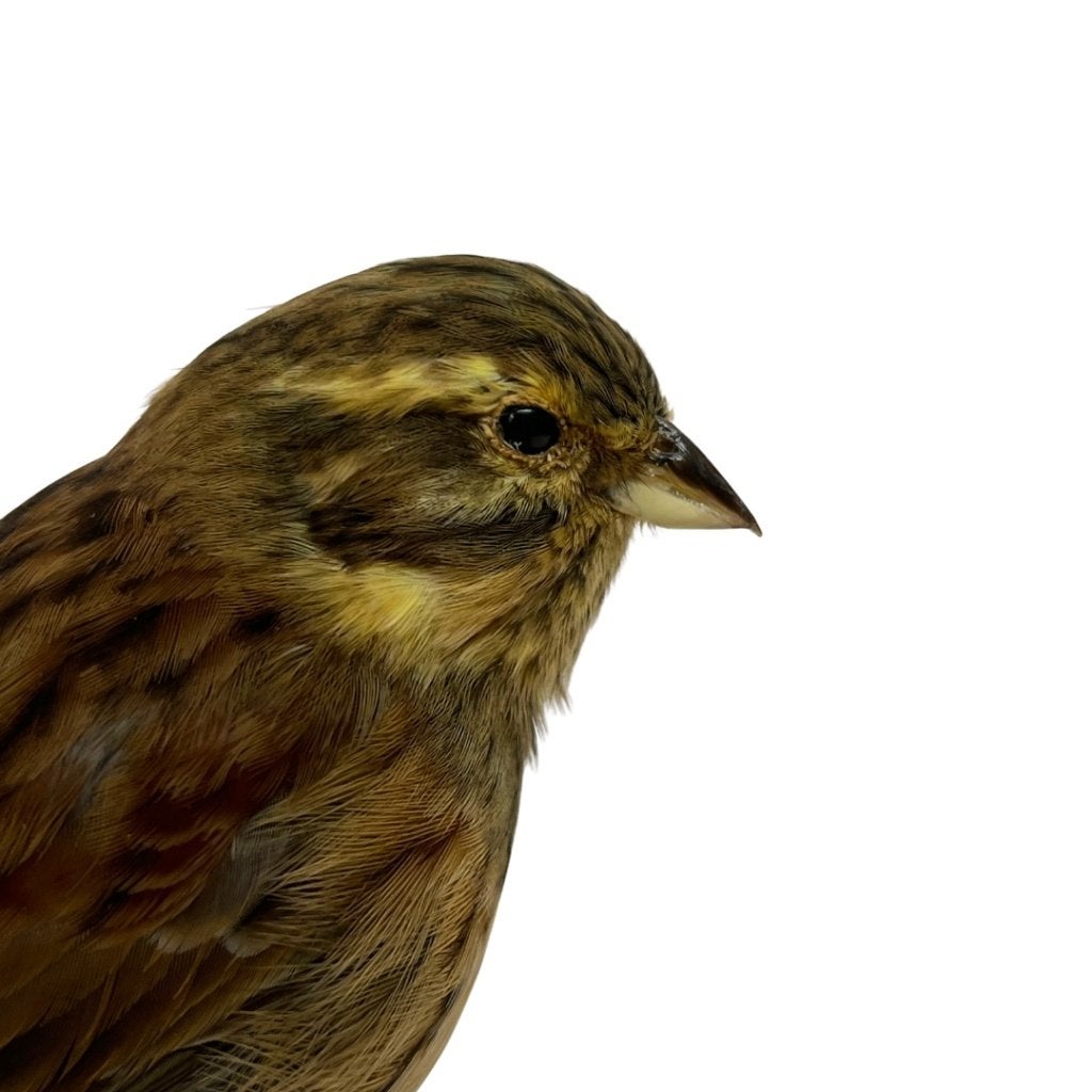 Opgezette Cirlbunting, Verzamelen, Ophalen of Verzenden, Zo goed als nieuw, Vogel, Opgezet dier