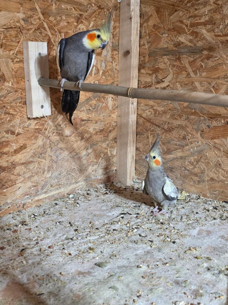 Koppel valkparkieten, Meerdere dieren, Parkiet