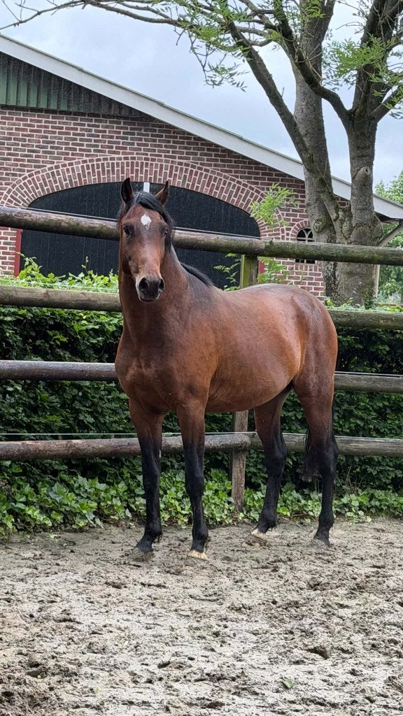 Bruine ruin 3 jaar, Met stamboom, Ruin, Dressuurpaard, 3 tot 6 jaar