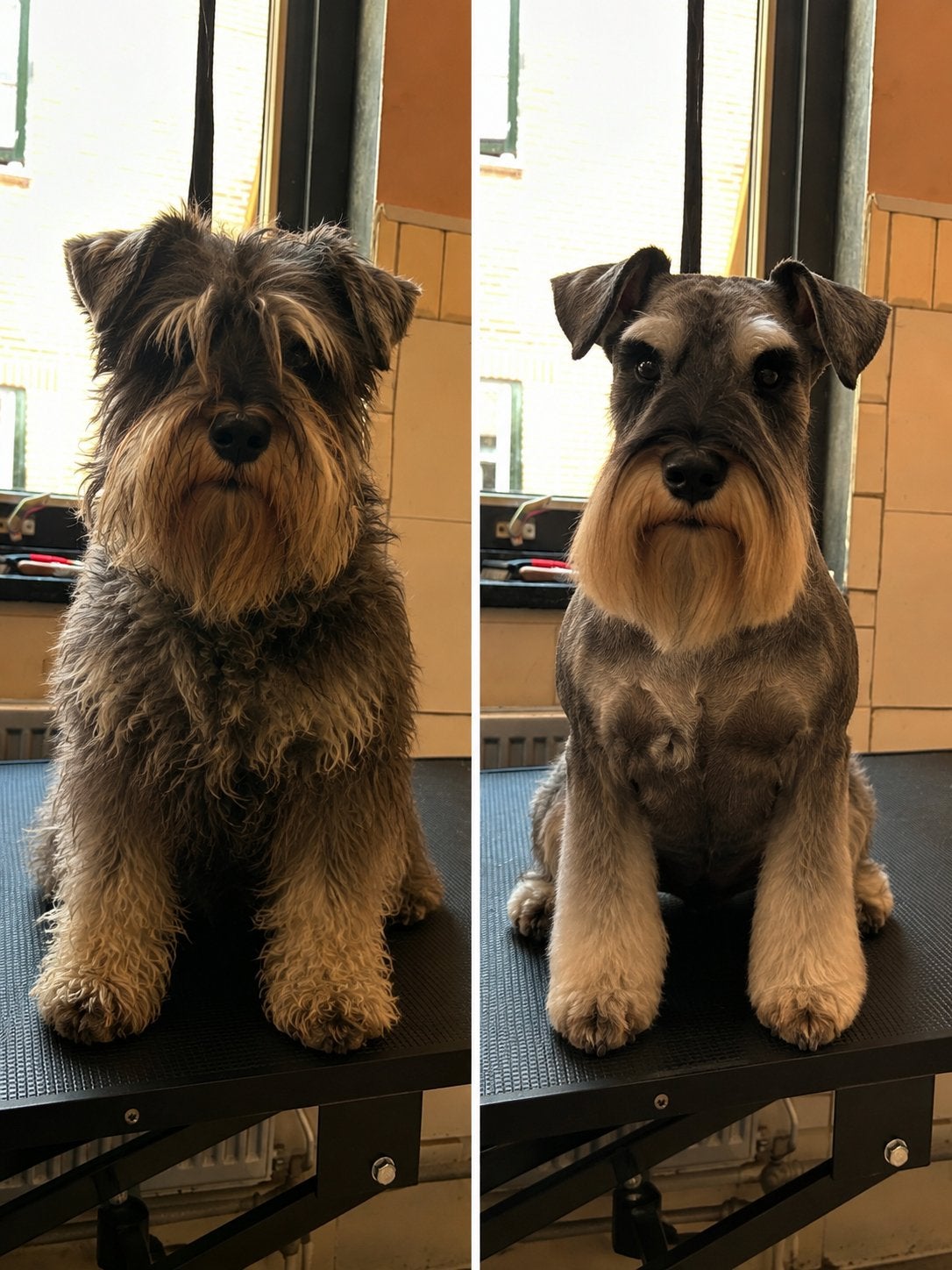 Ruwharige hond plukken | Specialist | Vanaf €65, Diensten en Vakmensen, Trimmen of Verzorging