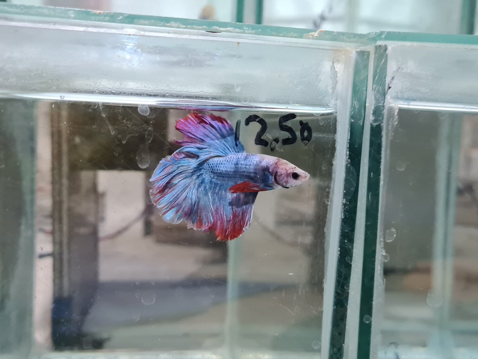 Betta splendens super delta kempvis man, Dieren en Toebehoren, Vis, Zoetwatervis