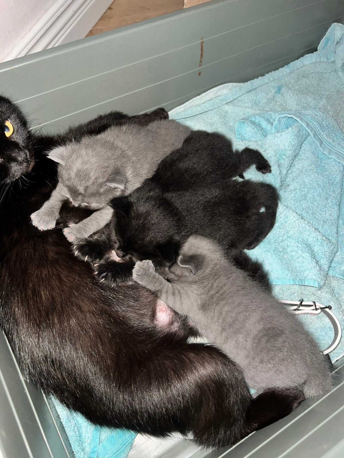 Kittens britse langhaar/korthaar x mainecoon, Meerdere dieren, 0 tot 2 jaar