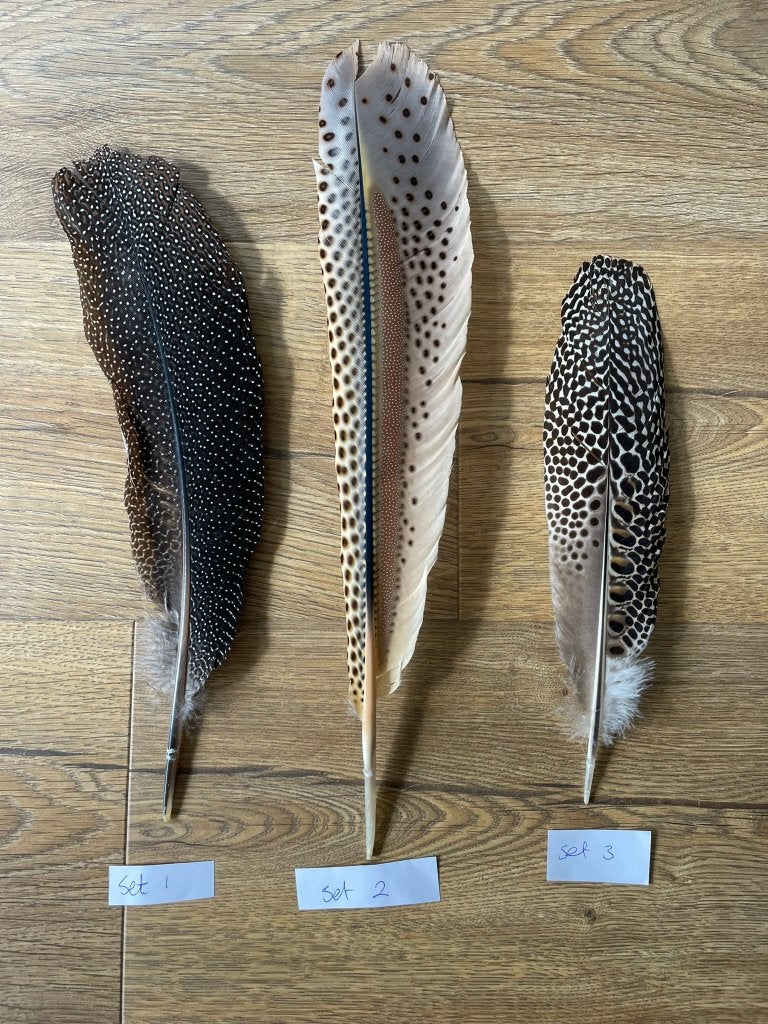 Argus fazant veren 2, Ophalen, Nieuw, Vogel, Overige typen
